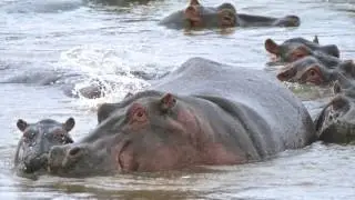 Serengeti Expedition 2016 - Episode 2