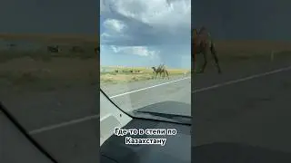 Из Узбекистана через Казахстан в Россию #shortsvideo #фрукты #рецепты #узбекистан #базар #еда