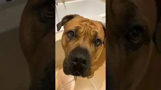 Boerboel Dad There is a Spider