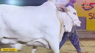 SURTI AMBER