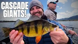 The Ultimate GIANT Perch Experience (Lake Cascade)