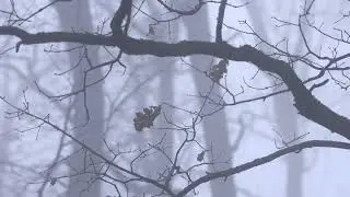 4k | Forest walk | Autumn Ambience