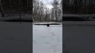 Бег с препятствиями #shorts