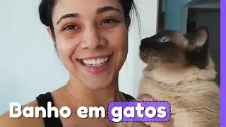 BANHANDO 3 GATOS EM CASA