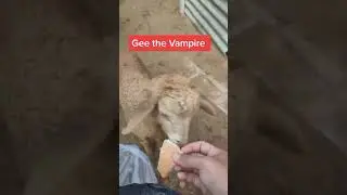 malay sheep are different - Short Random Video