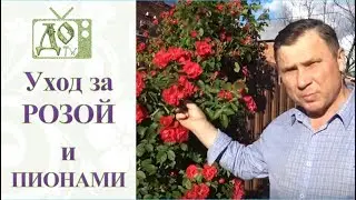 CLIMBING ROSE - care during flowering. The peonies have finished blooming. What should I do next?
