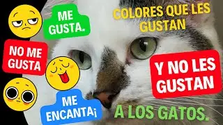 Que colores les gustan a los gatos y cuales no