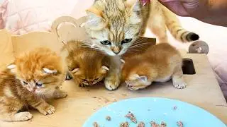 The mother cat does not want to be patient and takes food from the baby kittens