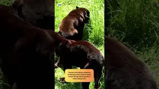 Panther Facts - Amazing Animal Facts #facts #factsinhindi #panthers  #pantherfacts #shorts #panther