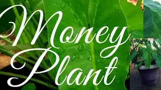 HOW TO GROW MONEY PLANT | FROM MOM'S GARDEN