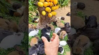 Vou pegar ele na corrida! 😲🥳 #pets #shorts