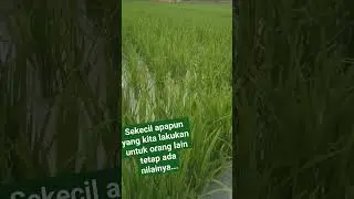kenampakan alam buatan yang menyegarkan mata memandang....