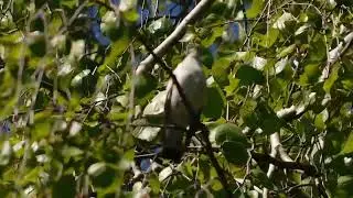 мухоловка-белошейка Ficedula albicollis