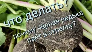 Почему чёрная редька идёт в стрелку?