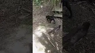Otter herding her dogs across bridge to romp