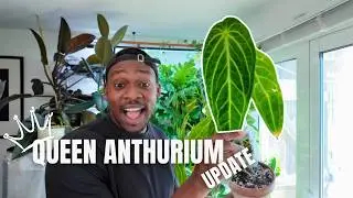 Queen Anthurium 8-month Update | What happened in that time?!
