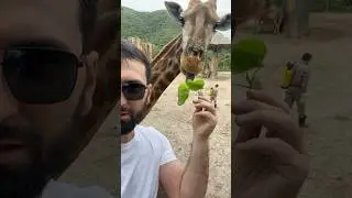 Опасный Жираф 😂 как кормить жирафа Жираф:самое высокое животное 