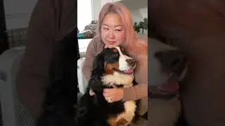 Pure Love Between a Bernese Mountain Dog & Her Mama