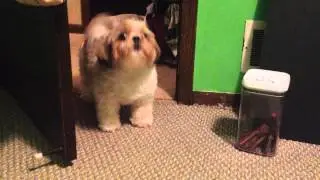 How Shih Tzu dog reacts to wine glass music