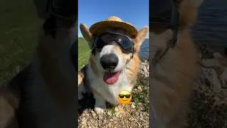 This Corgi Needs a Vacation