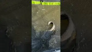 Дуплет из сома и щуки #рыбалка #сом #щука #поклевка #fishing #fishinglife #fishingvideo