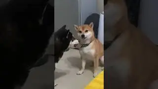 Dog and friend are here !, 💪,,very confused,? #shortsfeed #mirrorwork