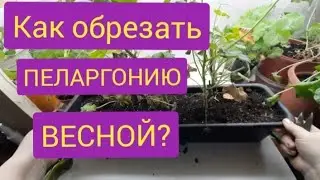 Как обрезать пеларгонию?