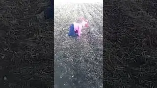 сажали чеснок🤣 