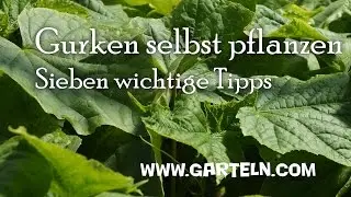Gurken pflanzen - 7 Tipps von der Aussaat bis zur Fruchtfolge 🥒