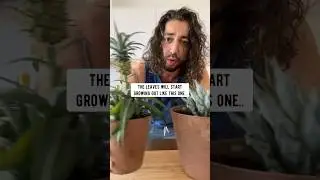 How to Grow a New Pineapple with a Pineapple from the Store! creative explained
