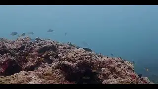 Phuket Save the Sea Project