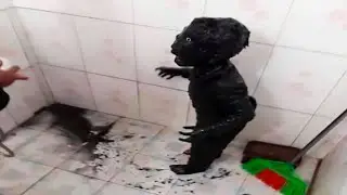 you laugh, you lose