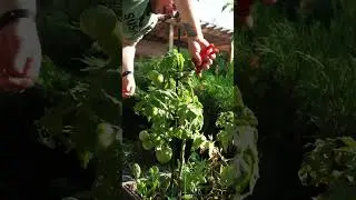 Срочный Груминг томатов в сентябре