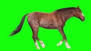 horse walking and running green screen