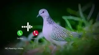Cute sms message Ringtone | Message Tone | Cute sms Ringtone | Love ringtone | notification tone
