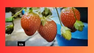 #Strawberries for Life! How I #Propagate #Strawberries