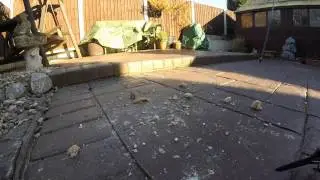 Wagtail Feeding