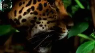Beautiful World -  Nature and animals HD (1080p)