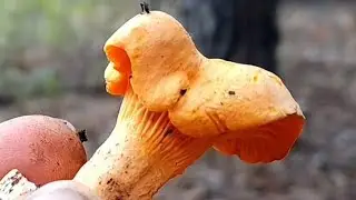 ЛИСИЧКА В ЖИВУЮ