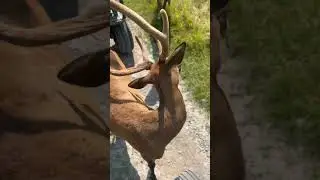 Feeding adult Bull elk up close #shorts #elk #bullelk