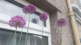 What can I do with spent Aliums?