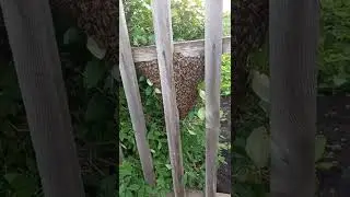 Пчелы . Сбежавший рой. Bees . The escaped swarm.