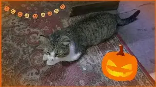 Gatos reaccionan a mini calabaza