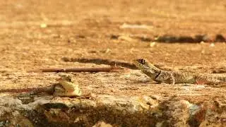 Calangos / Tropidurus oreadicus 🙂
