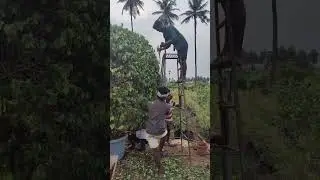 Bougainvillea Amazing Cutting ||