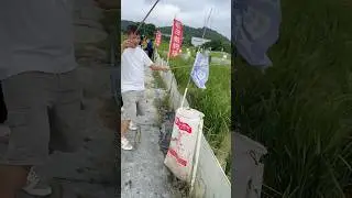 Holiday Fishing for frogs, bullfrogs in rice fields