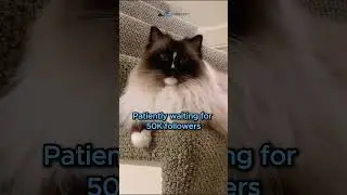 We're Almost to 50K! Join the Floppycats Family