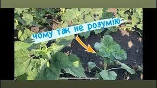 Згорів чи Витримав. 😱😱😱АР Імпульс