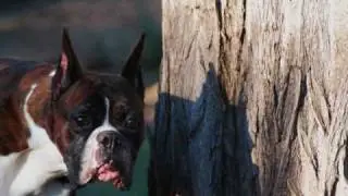 BOXERS.....IMAGINE.wmv