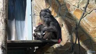 The Leningrad zoo. Moor macaques (2018)